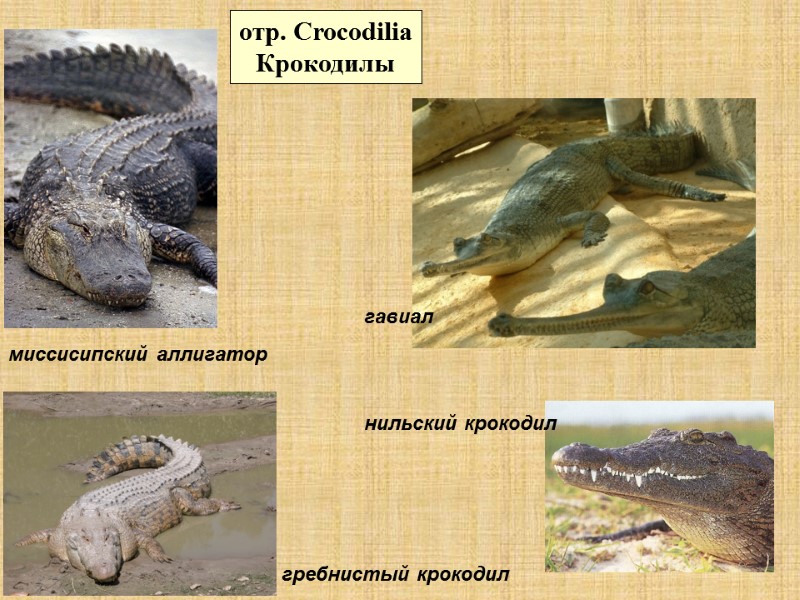 миссисипский аллигатор гавиал гребнистый крокодил нильский крокодил отр. Crocodilia Крокодилы